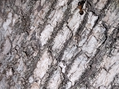 Camponotus vafer