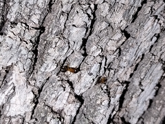 Camponotus vafer