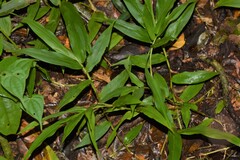 Sokinochloa chapelieri