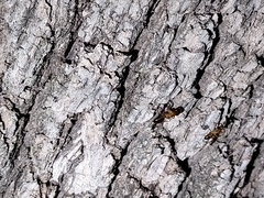 Camponotus vafer