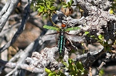 Eupompha fissiceps