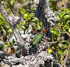 Eupompha fissiceps