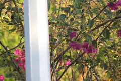 Setophaga pitiayumi insularis