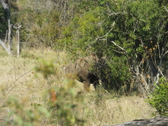 Ceratotherium simum