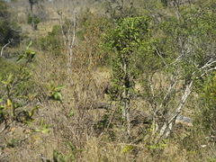 Ceratotherium simum