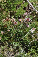Erigeron alpinus