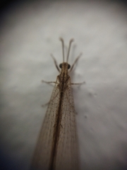 Neuroleon arenarius