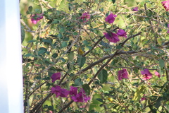 Setophaga pitiayumi insularis