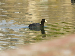 Fulica leucoptera