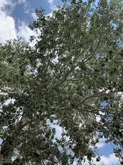 Populus alba