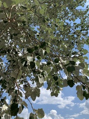Populus alba