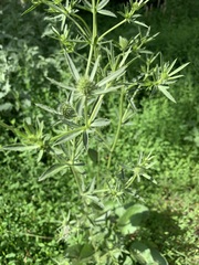 Eryngium planum