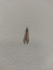 Neuroleon arenarius