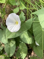 Convolvulus arvensis