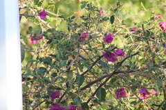 Setophaga pitiayumi insularis