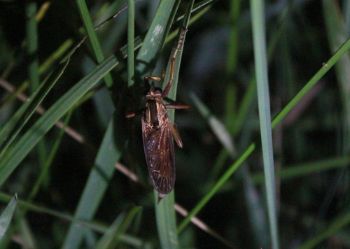 Butterflyhunter photo 2