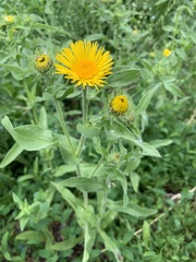 Pentanema britannica