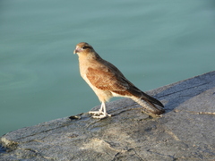 Daptrius chimango