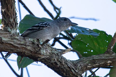 Thamnophilus ambiguus