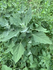Chenopodium album