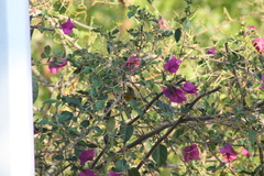 Setophaga pitiayumi insularis