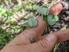 Aquilegia shockleyi