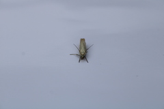 Chrysoteuchia culmella