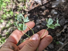 Aquilegia shockleyi