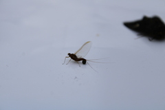 Ephemeroptera