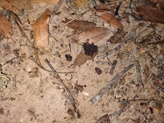 Tetramorium tortuosum