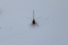 Ephemeroptera