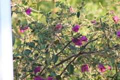 Setophaga pitiayumi insularis