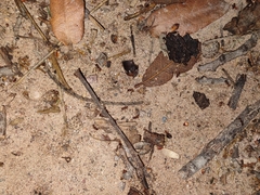 Tetramorium tortuosum