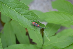 Desmocerus aureipennis