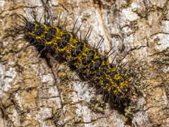 Hypoprepia miniata