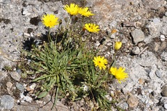 Tolpis staticifolia