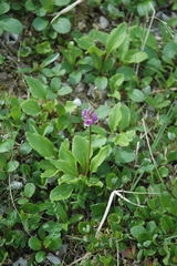 Primula frigida
