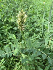 Astragalus cicer