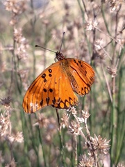 Dione vanillae