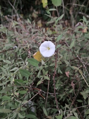 Calystegia sepium