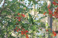 Amazona oratrix tresmariae