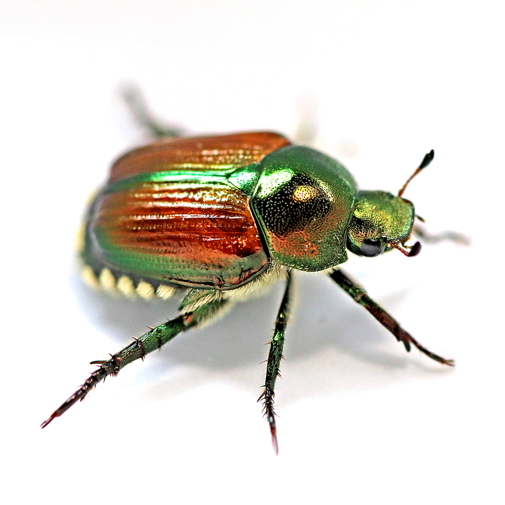 Japanese beetle (Popillia japonica)