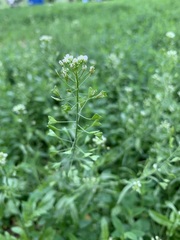 Capsella bursa-pastoris