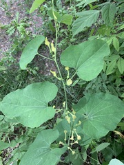 Aristolochia clematitis