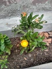 Calendula officinalis