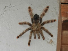 Avicularia rufa