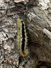 Lophocampa ingens