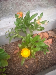 Calendula officinalis