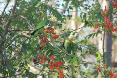 Amazona oratrix tresmariae