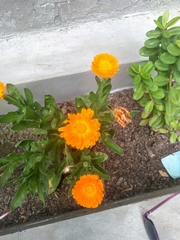 Calendula officinalis